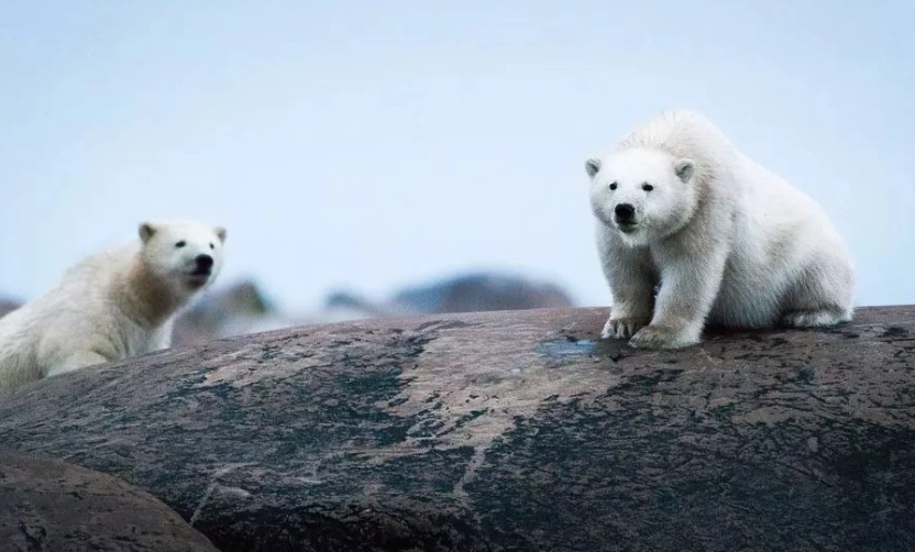 加拿大野生動物