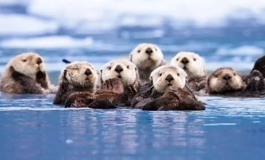 海狸生態角色