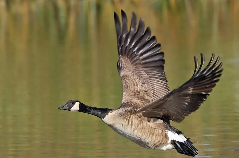 加拿大鵝 真偽