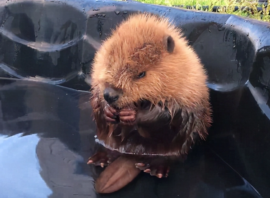 加拿大國寶動物