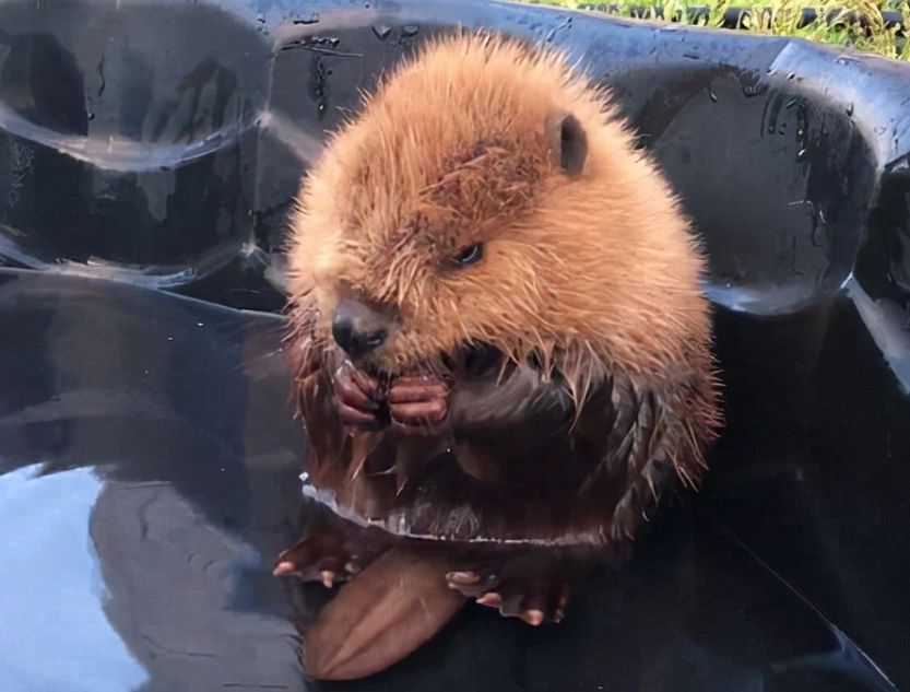 加拿大動物觀賞