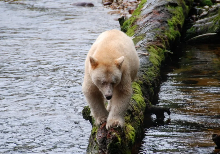 加拿大野生動物觀賞