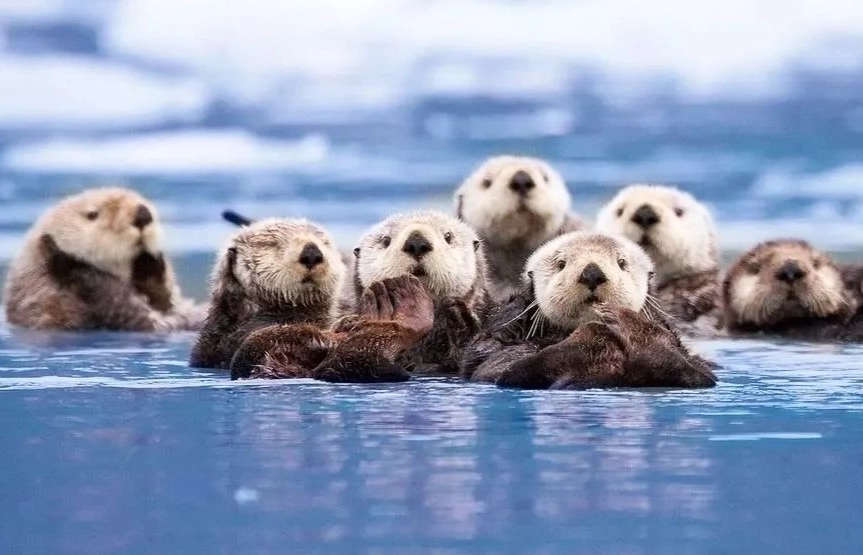 加拿大野生動物觀賞