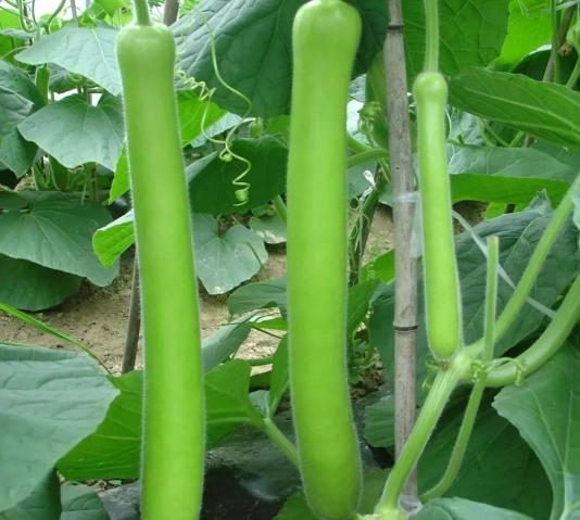 高鉀蔬菜