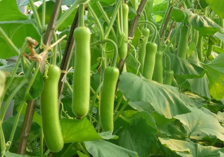 瓠瓜湯食譜 瓠瓜湯食譜