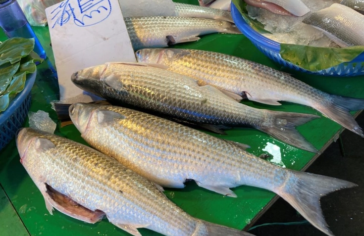 烏魚子製作問題