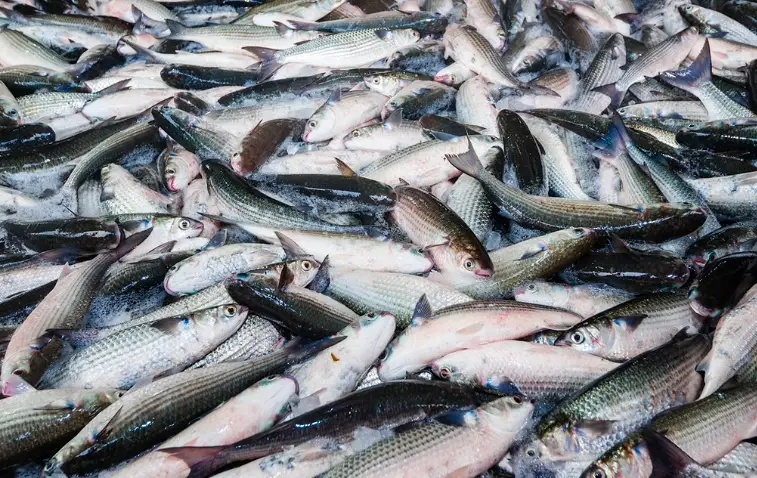 烏魚子製作方法 烏魚子製作方法