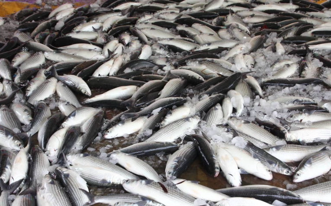烏魚子營養