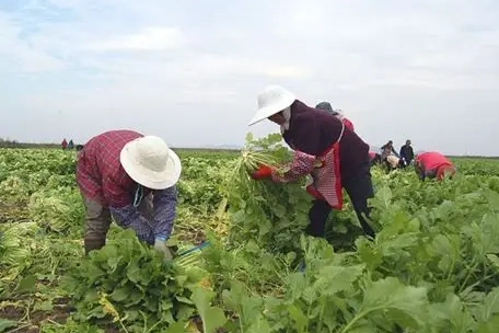 小芥菜病虫害防治