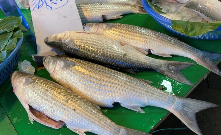 烏魚營養價值