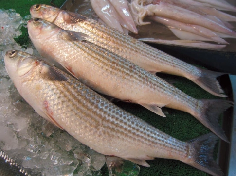 烏魚營養