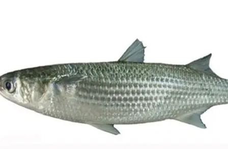 烏魚營養