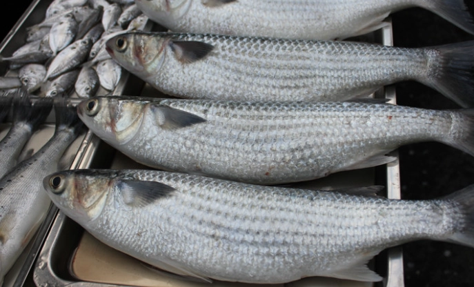 烏魚介紹