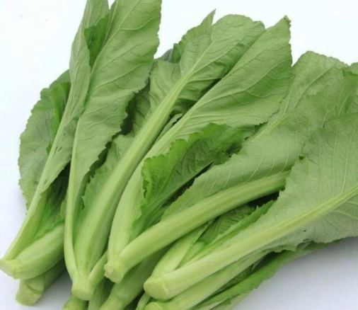 小芥菜收成時間