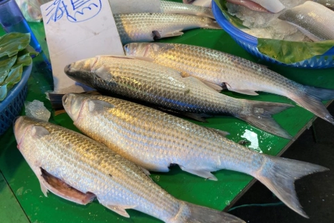 烏魚料理