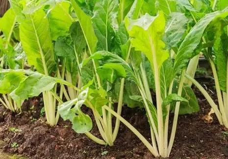 小芥菜收成時間
