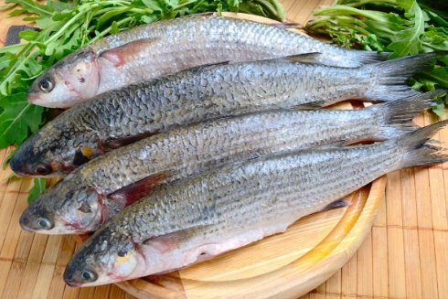 烏魚料理