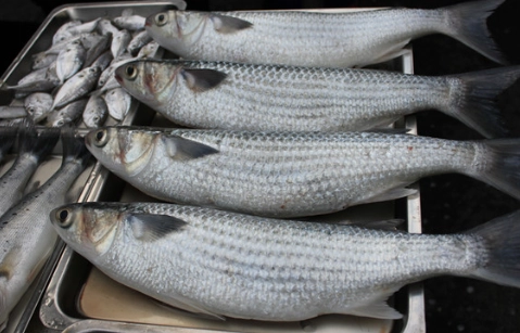 烏魚料理