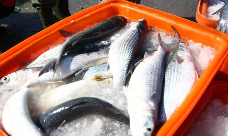 烏魚介紹