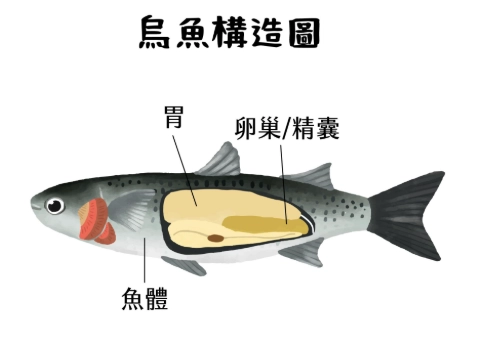 烏魚營養