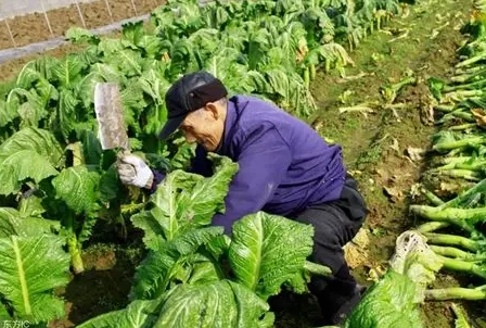小芥菜種植方法