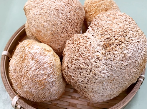 猴頭菇不良反應