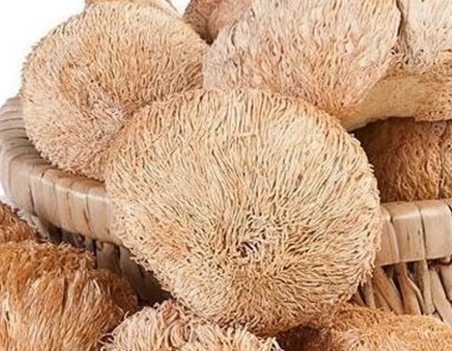 新鮮猴頭菇處理方法