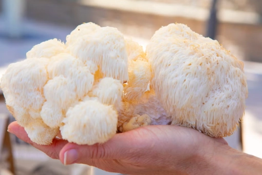 猴頭菇安全食用