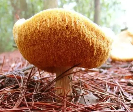 新鮮猴頭菇怎麼洗