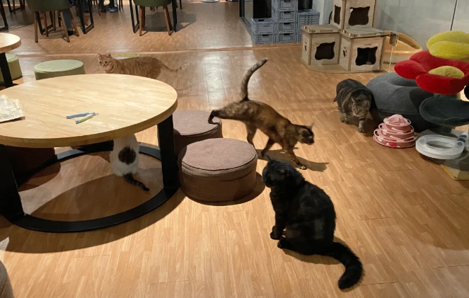 新店貓咪咖啡廳