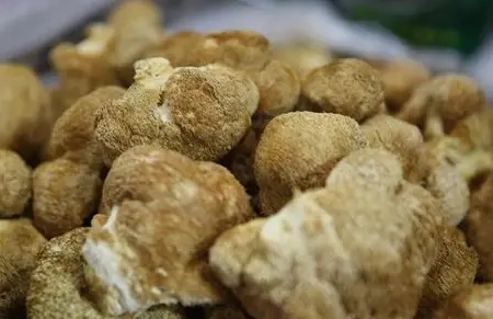 猴頭菇安全食用