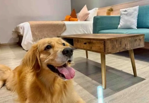 台南寵物友善住宿 台南寵物友善住宿