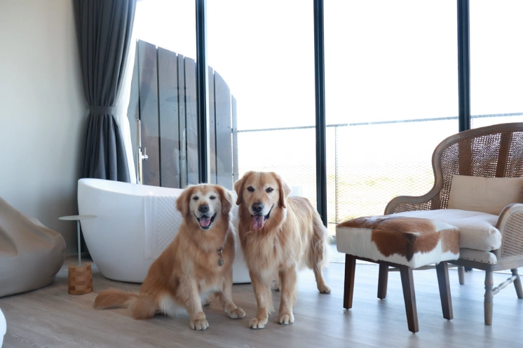 宜蘭帶寵物旅遊 宜蘭帶寵物旅遊