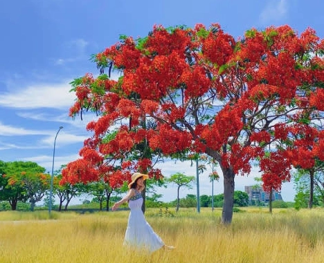 鳳凰木開花時間 鳳凰木開花時間
