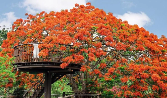 鳳凰木開花時間 鳳凰木開花時間
