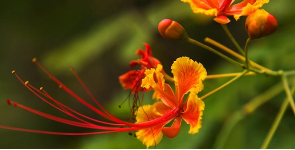 台灣鳳凰花景點 台灣鳳凰花景點