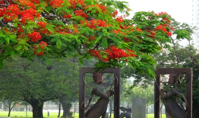 台灣鳳凰花景點 台灣鳳凰花景點