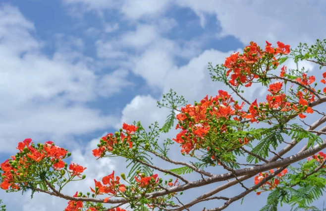鳳凰木開花時間 鳳凰木開花時間