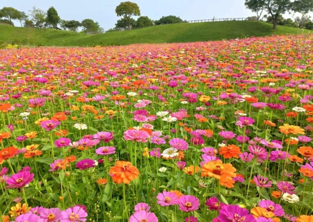 矢車菊花田 矢車菊花田