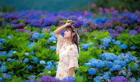 矢車菊花田 矢車菊花田