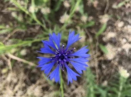 矢車菊照顧