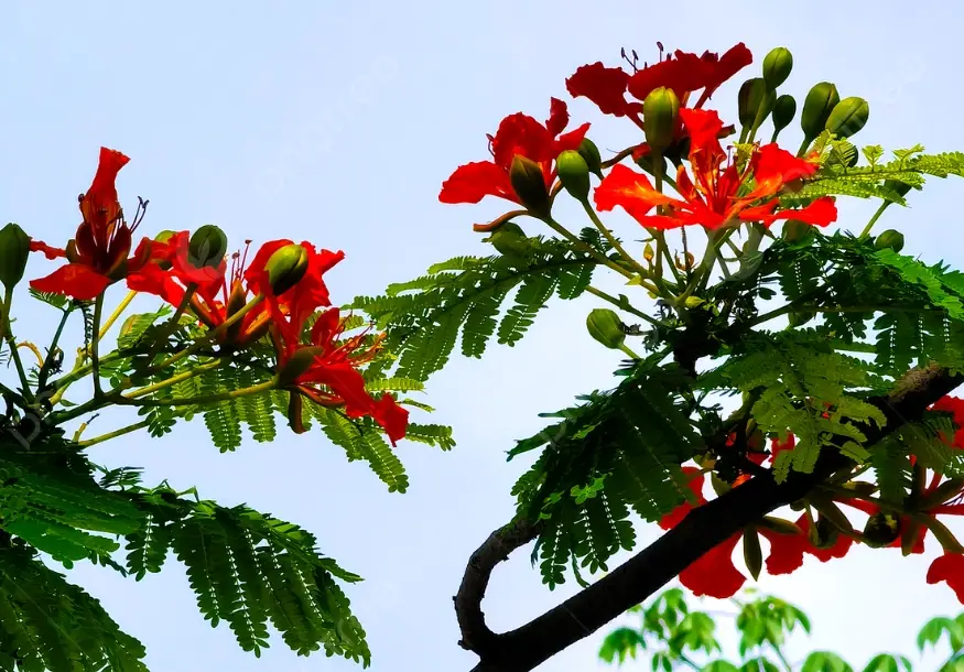 台灣賞花景點 台灣賞花景點