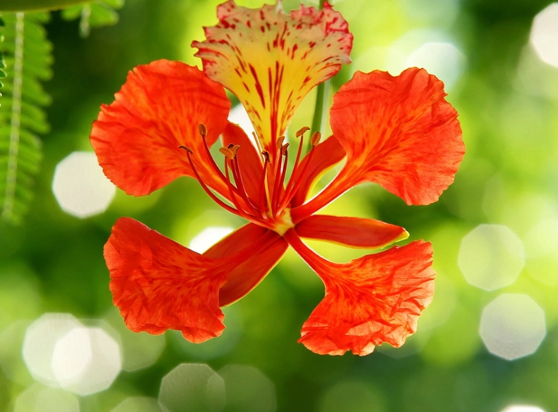台灣賞花景點 台灣賞花景點