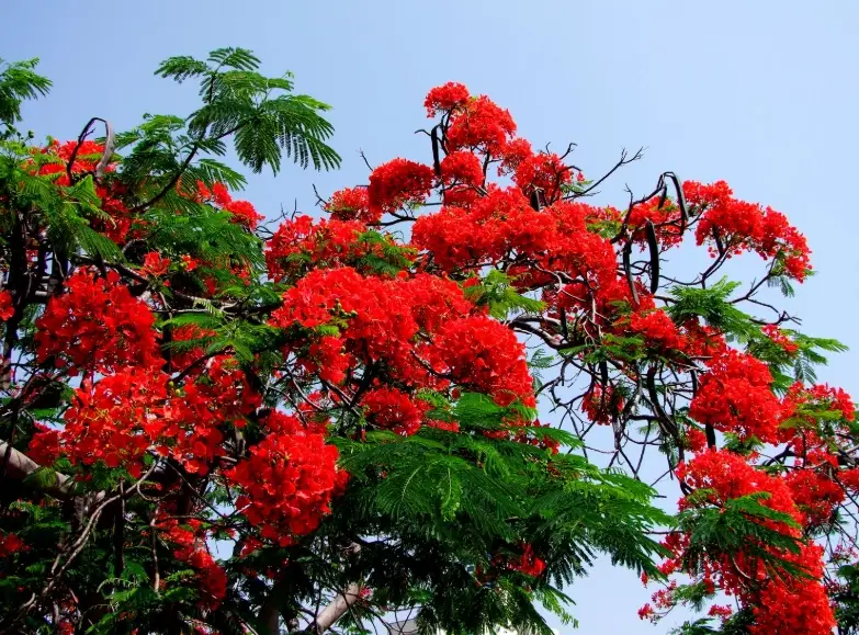 台灣賞花景點 台灣賞花景點