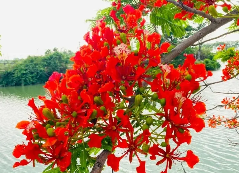 鳳凰木賞花 鳳凰木賞花