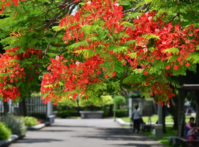 鳳凰木賞花 鳳凰木賞花