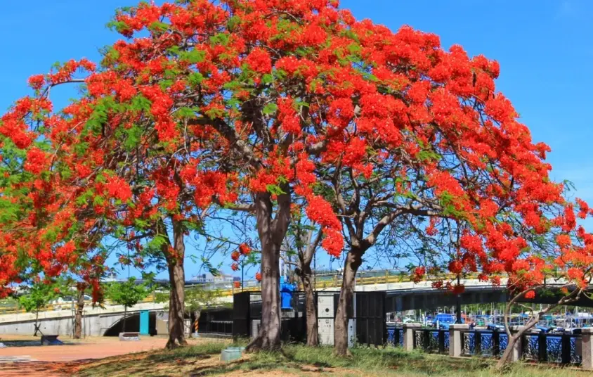 鳳凰木賞花 鳳凰木賞花