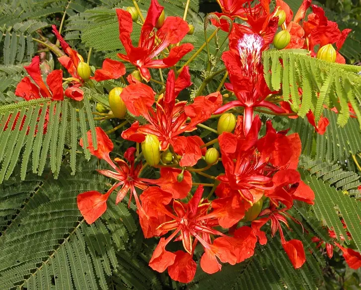 鳳凰木花期 鳳凰木花期