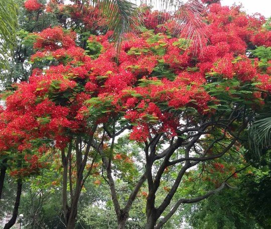 鳳凰木花期 鳳凰木花期