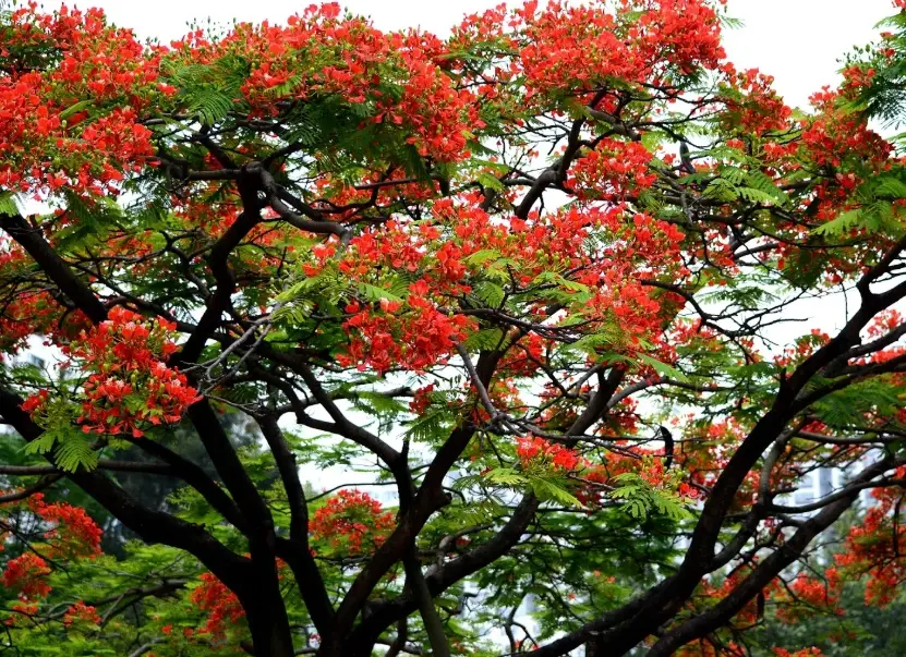 鳳凰木花期 鳳凰木花期